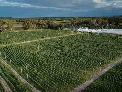 Una empresa estatal de Jujuy expande sus exportaciones de flores de cannabis farmacéutico a Europa y Australia