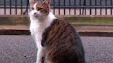 Larry, el gato más famoso de Londres con "habilidades como ratonero"