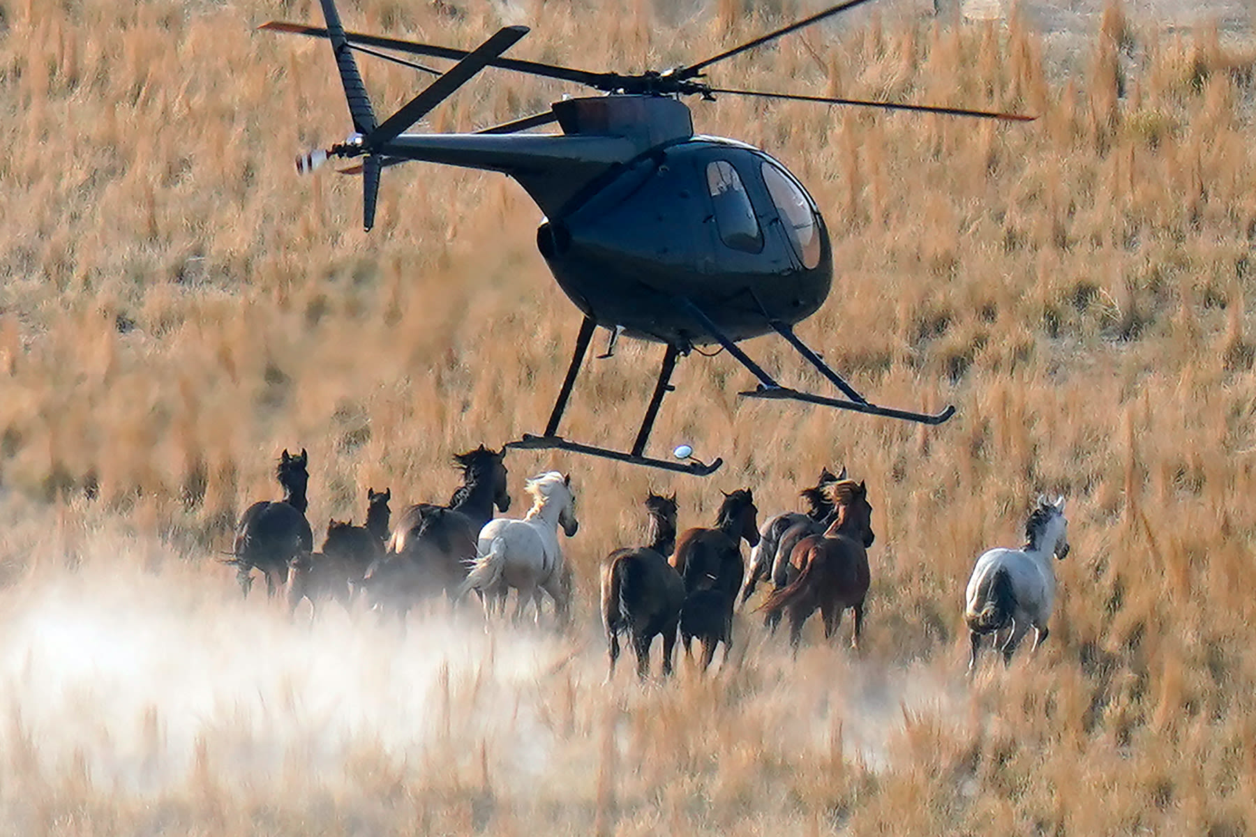 The Government Is Eradicating America’s Wild Horses