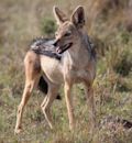 Black-backed jackal