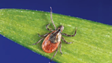 Rare tick-borne disease found in southeast Kansas. What to know about heartland virus