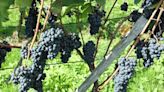 O melhor vinho da uva mais rebelde, a Pinot Noir