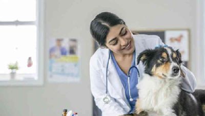 The vet life: The zeal to build up a career after studying veterinary science