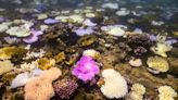 Australia's Great Barrier Reef struggles to survive