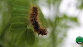 DCNR and Pa. Game Commission plan double attack on spongy moths