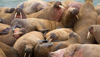 Walrus DNA suggests meetings between Vikings and Indigenous Inuit