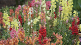 Here’s how to prepare your SC garden or yard for spring and add color during the winter months