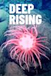 Deep Rising