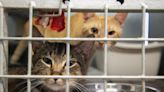 Forever homes: Port Aransas Animal Shelter holds Pet Adoption Day Saturday