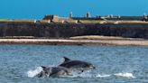 Scotland's best whale, porpoise and dolphin watching spots to see this summer