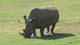 Frozen skin cells could save the Northern White Rhino, say researchers