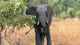Muere turista estadounidense tras ser atacada por un elefante durante un safari en Zambia