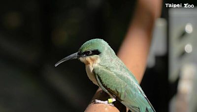 人工孵育「棄蛋」 北市動物園新放飛3隻栗喉蜂虎