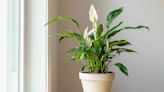 How to Grow and Care for Variegated Peace Lily 'Domino'