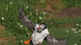 Protection area could mean brighter future for puffins on Saltee Islands