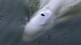 River Seine rescue: Expert warns trapped beluga whale 'may die' during mission to free it, but insists 'we must still try'