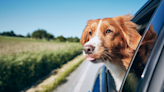 Funny Dog's Adventure with a Windshield Wiper Is the Gift That Keeps on Giving