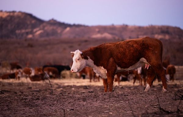 Ted Cruz and Ronny Jackson push legislation to help ranchers who lost livestock in Panhandle wildfires