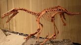 Descubren en China huellas gigantescas de un velocirraptor - Diario Hoy En la noticia