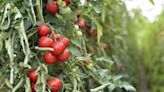Increase tomato plant yield using strange hack that requires no product