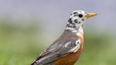 Nature: Patchwork-patterned piebald robin with mostly white head an astonishing creature