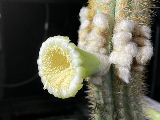 Key Largo Tree Cactus Is First Florida Species to Become Locally Extinct Due to Climate Change - EcoWatch