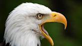 Investigan a dos hondureños acusados de matar icónica águila para alimentarse