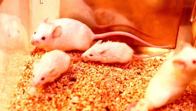 Scientists Use Nanoparticles to Remote Control Brains of Mice