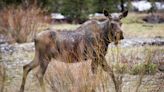 Colorado Man Attacked by Cow Moose Fired His Gun to Scare Her Away