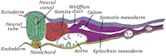 Notochord