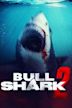 Bull Shark 2