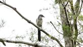 Annual Florida scrub-jay watch rallies volunteers in Central Florida