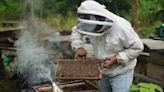 Bombero que quemaba enjambres ahora tiene su propio criadero de abejas