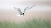 Anxious wait to see how Arctic terns fare at colony struck by bird flu in 2023