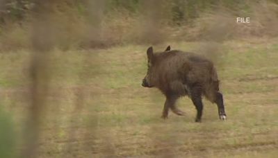 Wild hogs wreaking havoc on the highways in St. Charles Parish