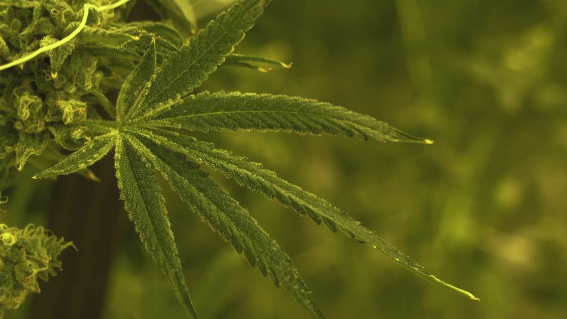 FOCUS: Proposal could greatly restrict locations of medical marijuana businesses in Louisville