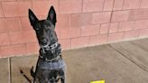 K-9 sniffs out illegal drugs on freeway south of Las Vegas; 2 people now face charges