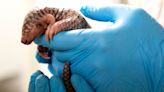 A Rare Pangolin Born at the Prague Zoo Is the First of Its Kind to Be Born in Europe