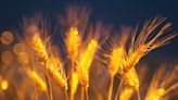 Century-Old Biological Experiment Reveals Genetic Secrets of Important Crop