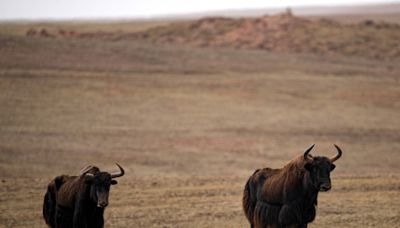 Tentativa de animais selvagens acasalarem com domésticos pode ter consequências graves