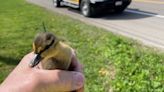 It was 'quack-tastic': Four ducklings rescued from tight spot in Arkport