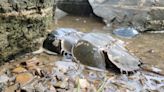 It's spawning season for horseshoe crabs in Great Bay, along coast