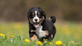 Golden Retriever-Bernese Mountain Dog Mix Puppy Has Everyone Captivated