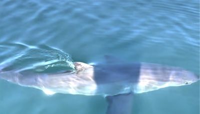 Shark spotted near Scarborough, Cape Elizabeth was a great white