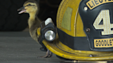 Good Samaritan, firefighters rescue 17 ducklings near Nashville