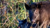 Canadian 'super pigs' set to spread disease and damage the environment in the US, expert warns