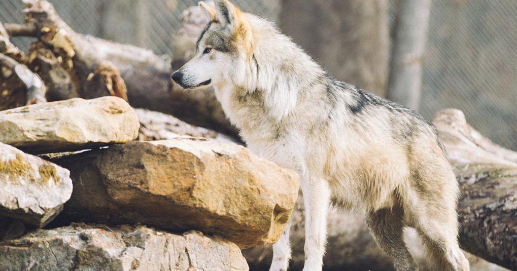 Arizona students help name Mexican gray wolf near Flagstaff