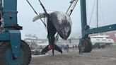 Crews pull dead whale from Casco Bay