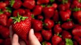 British strawberries are so sweet and juicy this year and it's down to the weather