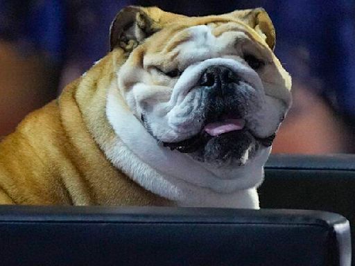 Meet Babydog, the chonky English bulldog who stole the show at the RNC